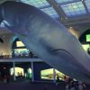 American Museum of Natural History Scavenger Hunt Blue Whale
